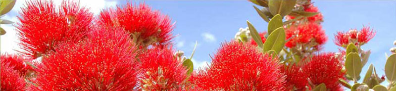 Pohutakawa
